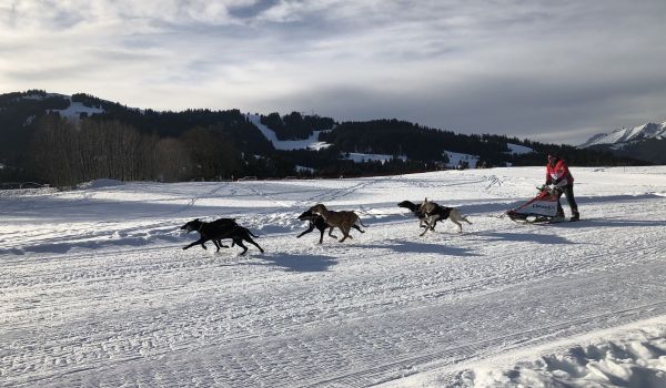 Dog sledding